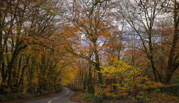 Картинка природа дороги осень лес шоссе
