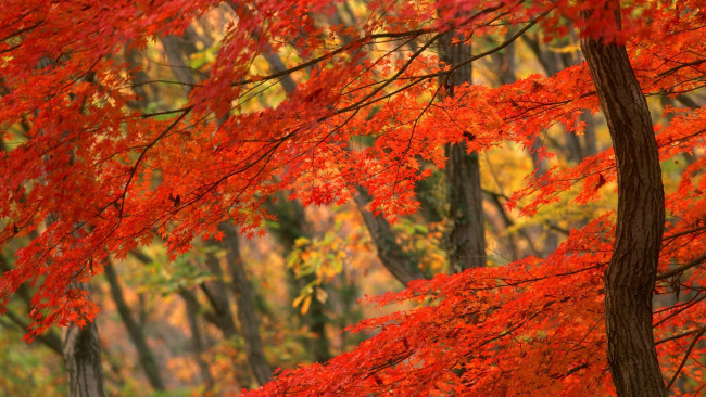 Обои картинки фото природа, лес, деревья, осень, клены