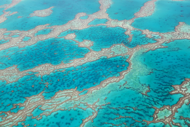 Обои картинки фото природа, другое, баръерный, риф, карибское, море, вода, текстура