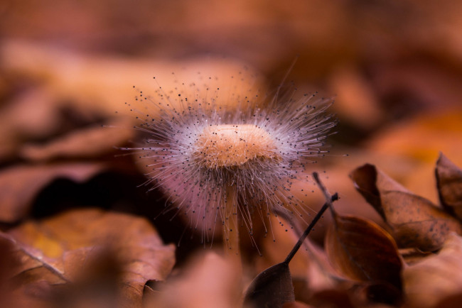 Обои картинки фото природа, грибы, spinellus, fusiger, гриб, опавшие, листья