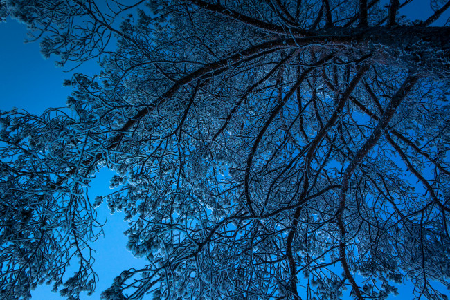 Обои картинки фото природа, зима, дерево, небо, снег, ночь