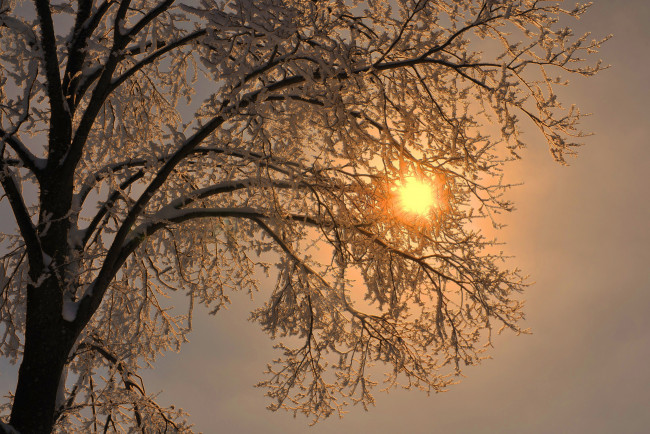 Обои картинки фото природа, зима, лучи, дерево, ветки, снег, иней, солнце