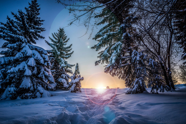 Обои картинки фото природа, зима, вечер, закат, солнце, ели, деревья, снег