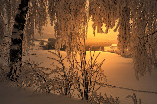 Обои картинки фото природа, зима, ветки, морозно, дерево, утро, иней, снег