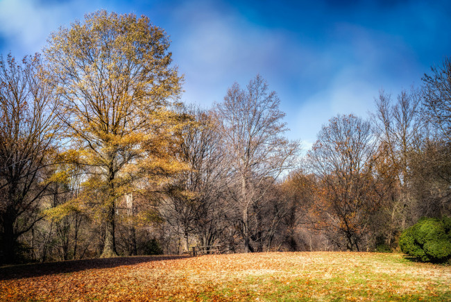 Обои картинки фото природа, лес, поляна, деревья, осень