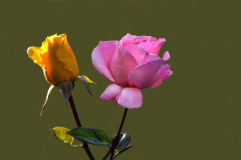 Картинка цветы розы цепочка звезды девушка sheryl nome macross frontier цветок кулон ободок