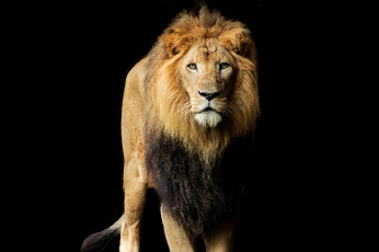 обоя животные, львы, царь