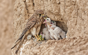 Картинка животные птицы+-+хищники красота ящерка гнездо хищник птицы птенцы природа пища