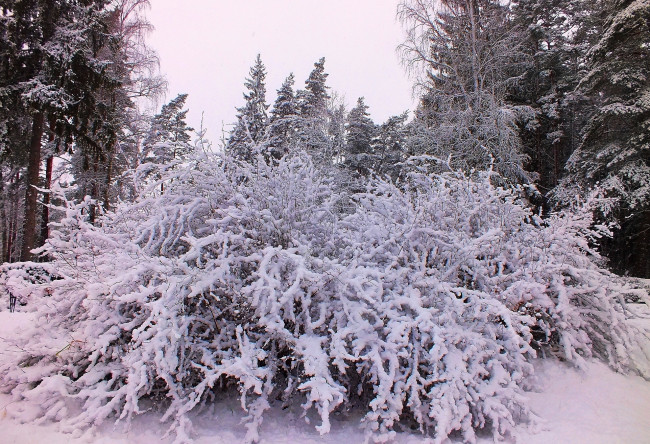 Обои картинки фото природа, зима, снег, куст, лес, деревья