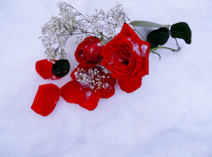 Картинка цветы розы снег алый лепестки
