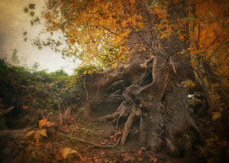 Картинка природа деревья корни дерево осень
