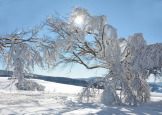 Картинка природа плоды снег деревья