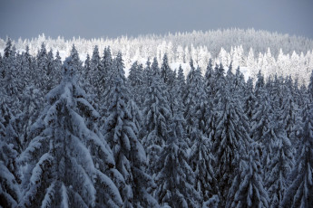 Картинка природа лес ёлки зима снег