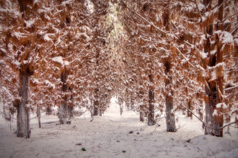 Картинка природа лес деревья осень снег