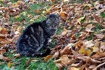 Картинка животные коты трава осень листва