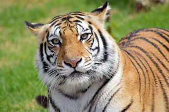 Картинка животные тигры дикая кошка хищник тигр