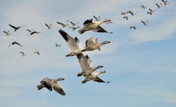 Картинка животные утки полёт небо птицы