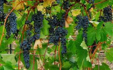 Картинка природа Ягоды +виноград виноград грона