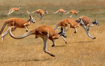 Картинка животные кенгуру австралия млекопитающее стадо