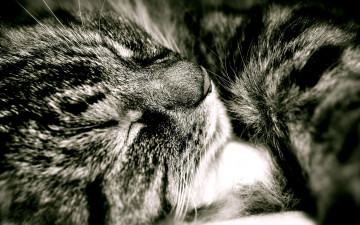 Картинка животные коты кошка кот серый полосатый