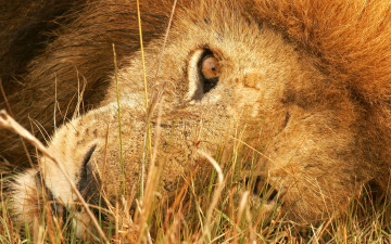 Картинка животные львы отдых трава хищник зверь голова лев