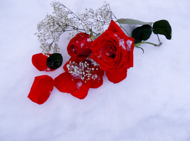 Обои картинки фото цветы, розы, снег, алый, лепестки
