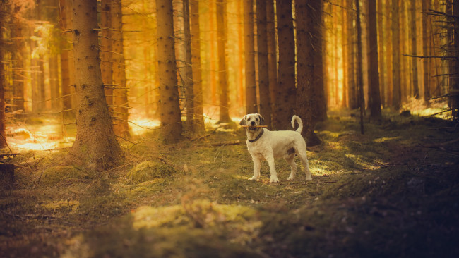 Обои картинки фото животные, собаки, собака, солнце, лес