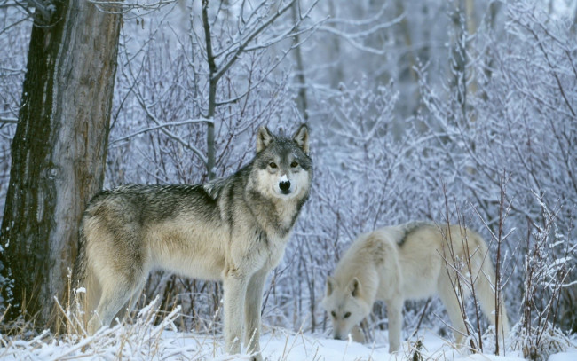 Обои картинки фото животные, волки,  койоты,  шакалы, зима, снег, лес, взгляд, пара, серые