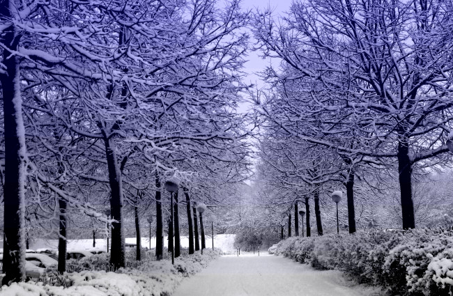 Обои картинки фото природа, зима, деревья, алея, снег