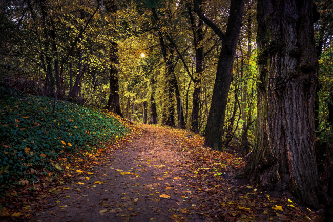 Обои картинки фото природа, дороги, лес, осень, дорога