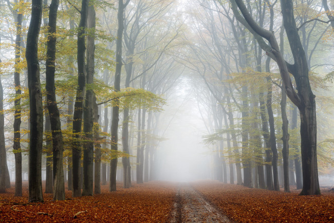 Обои картинки фото природа, другое, дорога, осень, лес
