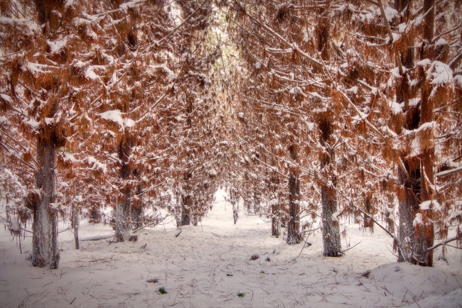 Обои картинки фото природа, лес, деревья, осень, снег