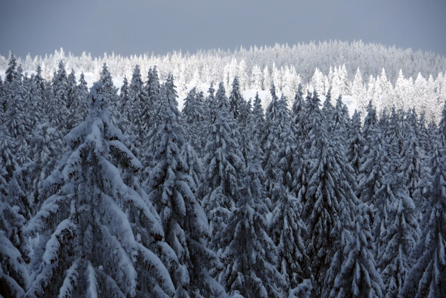 Обои картинки фото природа, лес, ёлки, зима, снег