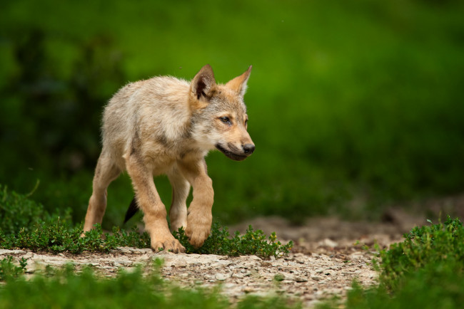 Обои картинки фото животные, волки,  койоты,  шакалы, волчонок, щенок, трава