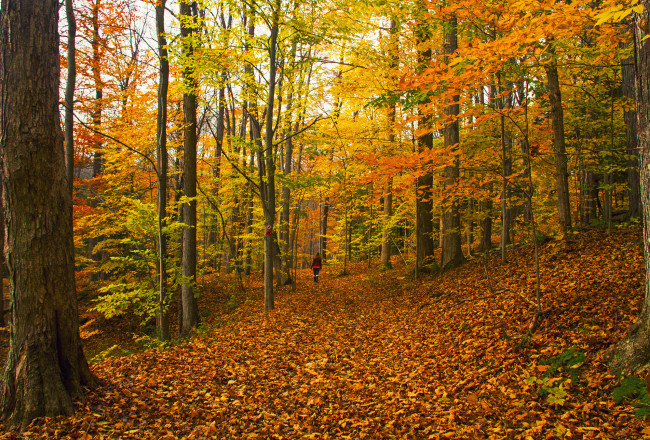 Обои картинки фото природа, дороги, лес, дорога, осень
