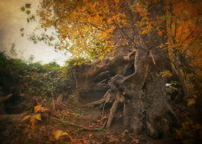 Обои картинки фото природа, деревья, корни, дерево, осень