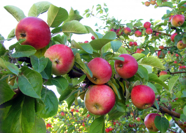 Обои картинки фото природа, плоды, яблоки, ветка