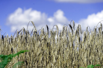 Картинка природа поля пшеница