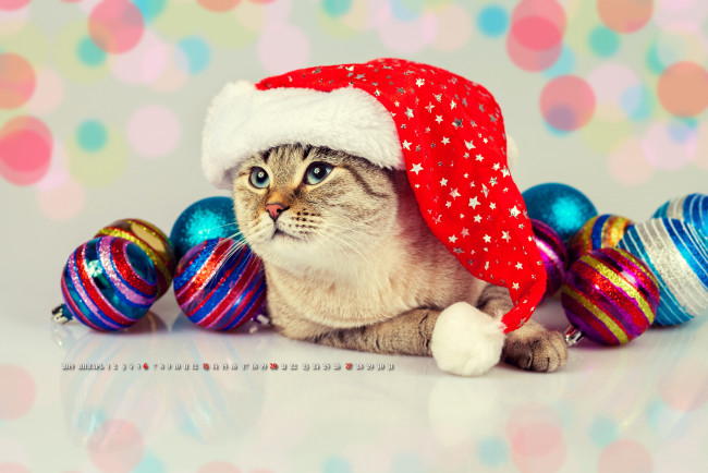 Обои картинки фото календари, праздники,  салюты, шар, игрушка, шапка, кошка