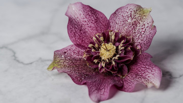 Картинка цветы геллеборус+ морозник макро