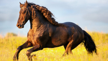 обоя животные, лошади, конь, поле, трава