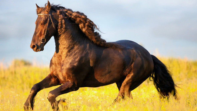 Обои картинки фото животные, лошади, конь, поле, трава