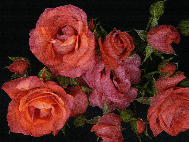 Обои картинки фото цветы, розы