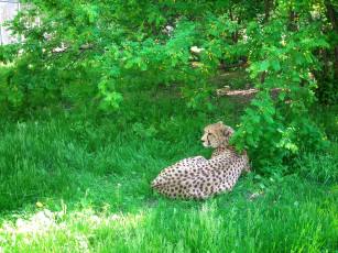 Картинка животные гепарды гепард трава листва
