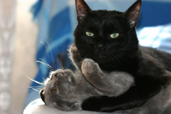 Картинка животные коты котёнок чёрная кошка