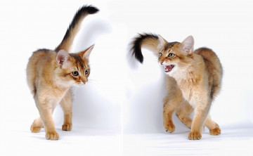 Картинка животные коты кошка кот абиссинская
