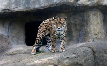 Картинка животные Ягуары ягуар камень