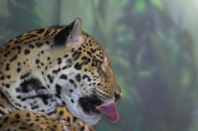 Обои картинки фото животные, Ягуары, ягуар, язык