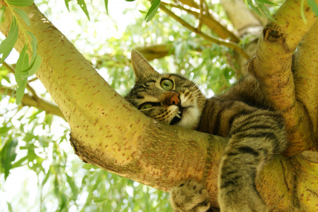 Обои картинки фото животные, коты, дерево, ветка, котэ