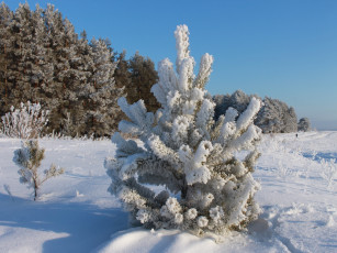 Картинка природа зима лес поле снег сосна